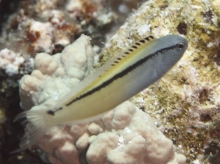 Melacantus nigrolinaetus